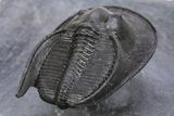 Flying Scotoharpes Trilobite - Top Quality Specimen #301935-5